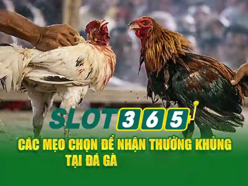 SLOT365
