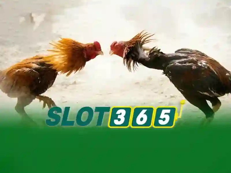 SLOT365 đăng nhập nhanh