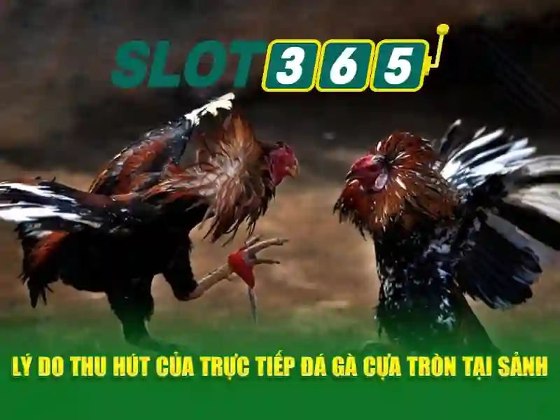 SLOT365 - Trải Nghiệm Hoki Slot365 Đỉnh Cao 2026