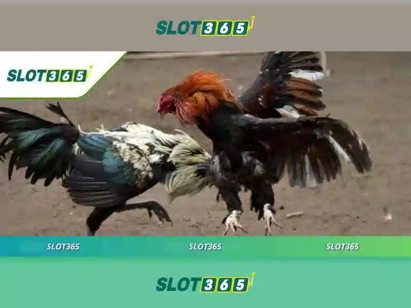 Ưu đãi Slot365