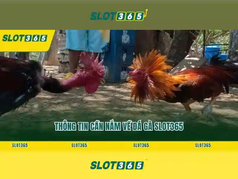 Slot365 chơi nhanh