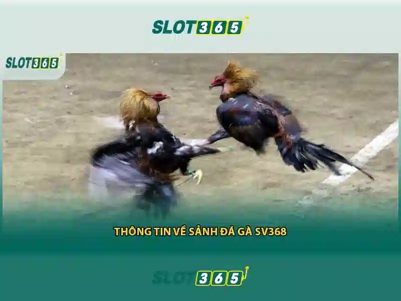 Quy Định Sử Dụng Slot365