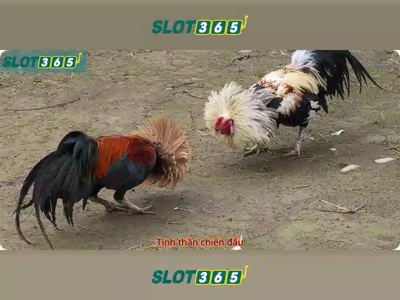Công Nghệ Slot365 Rtp