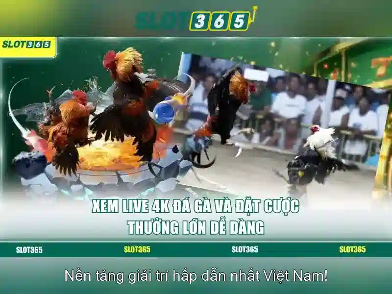 tại sao chọn slot365